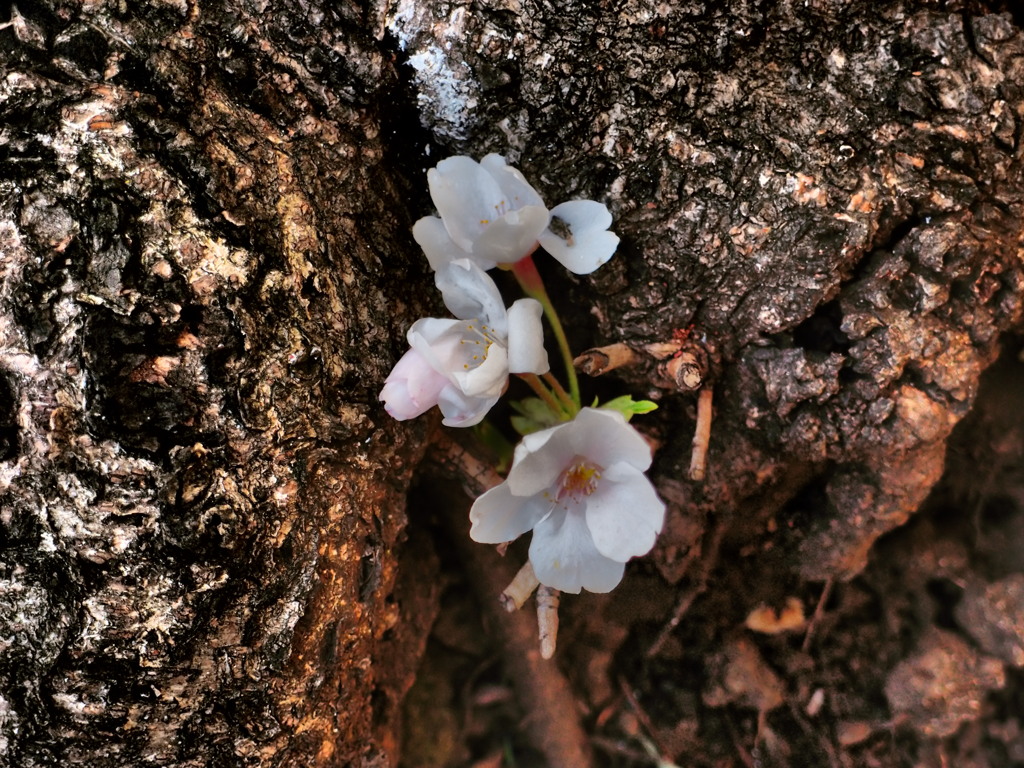 桜　咲く