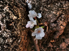 桜　咲く