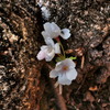 桜　咲く