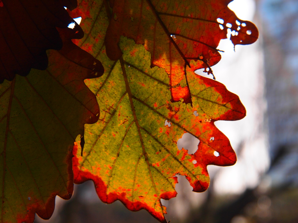 Autumn Leaves K★