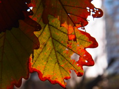 Autumn Leaves K★