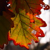 Autumn Leaves K★