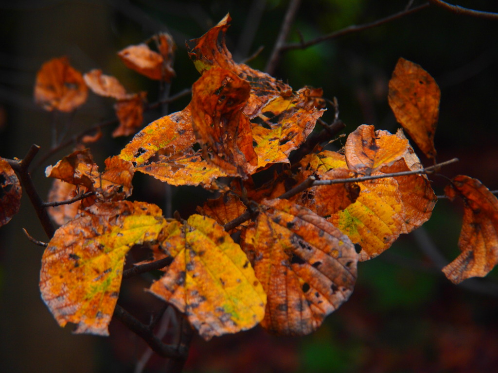 Autumn　Leaves　G★