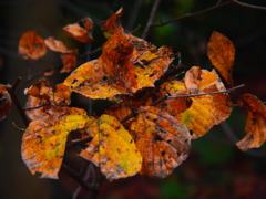 Autumn　Leaves　G★