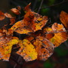 Autumn　Leaves　G★