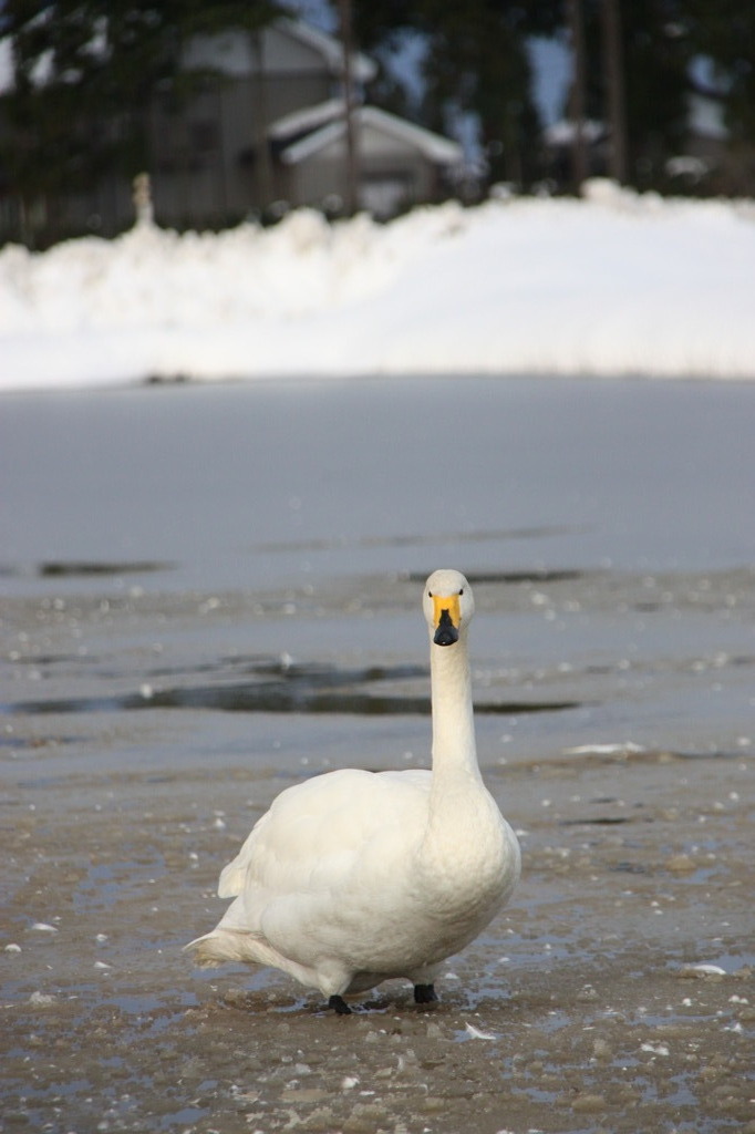 雪と田んぼと氷の中の白鳥