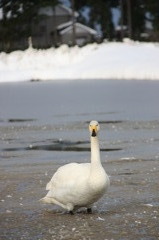 雪と田んぼと氷の中の白鳥