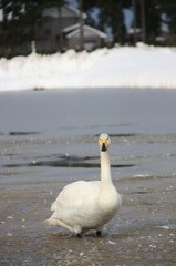 雪と田んぼと氷の中の白鳥