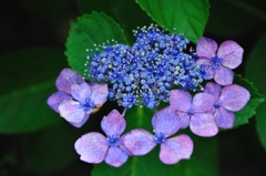 額紫陽花