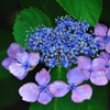額紫陽花