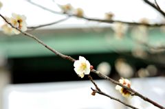 SIRO UME