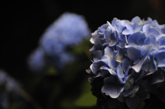 真夜中の花