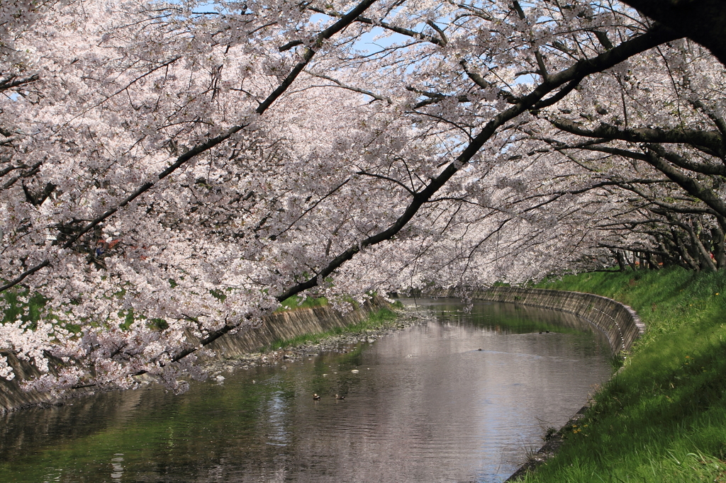 五条川の桜①