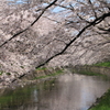 五条川の桜①