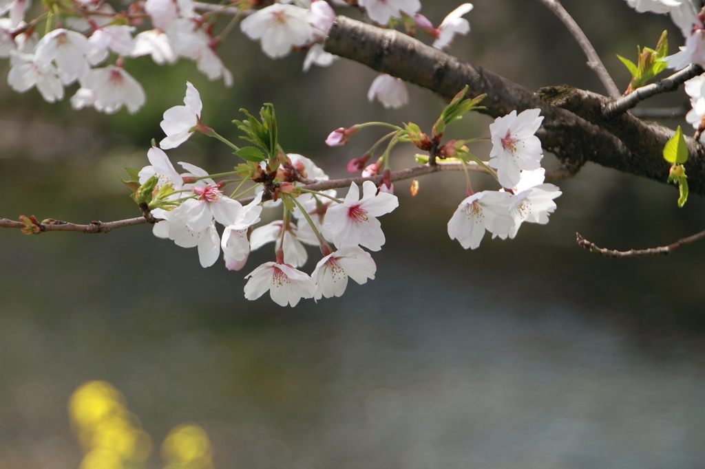五条川の桜②