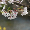五条川の桜②