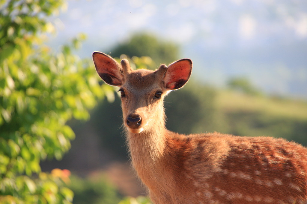 Bambi