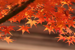 淀の紅葉①