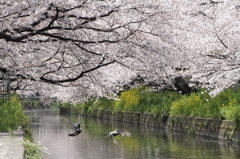 五条川の桜③