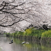 五条川の桜③