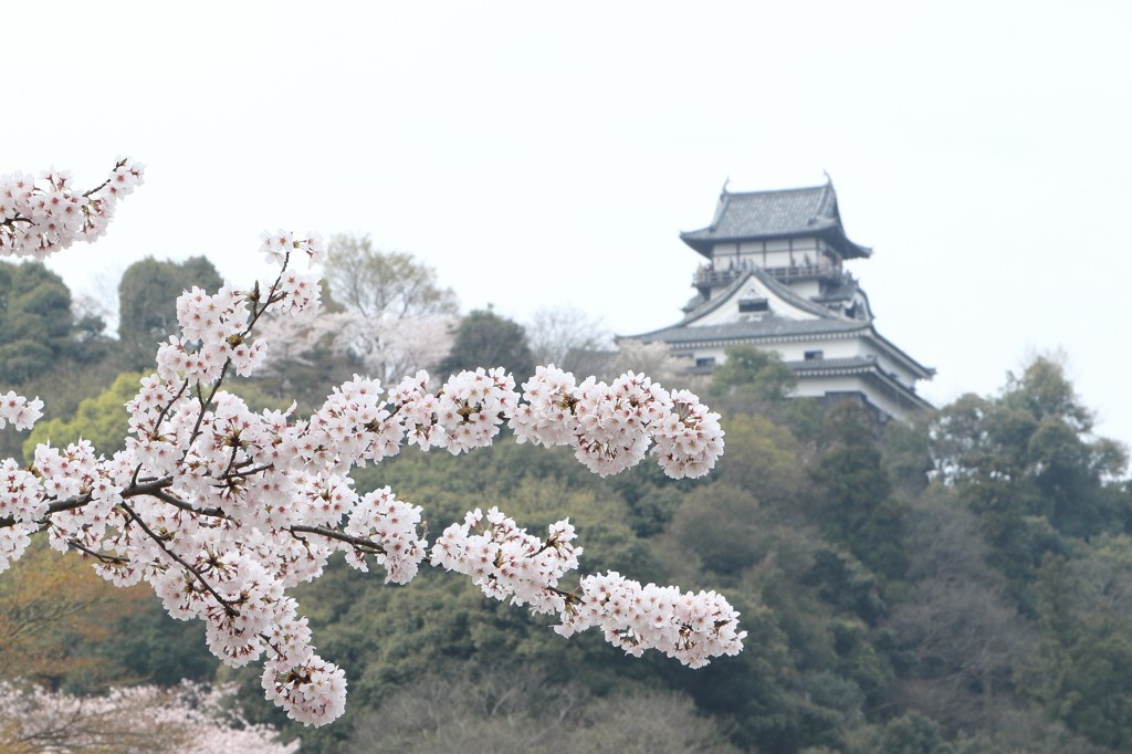 桜と犬山城