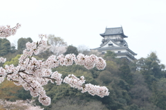 桜と犬山城