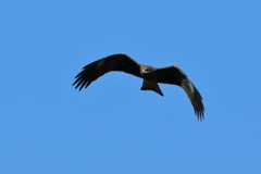 Black Kite