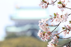 城と桜