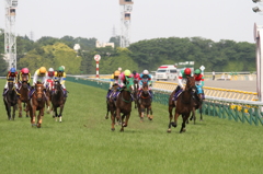 Nuovo Record (Yushun Himba)