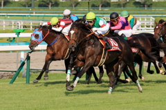 2013神戸新聞杯