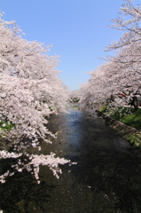五条川の桜④