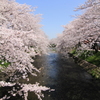 五条川の桜④