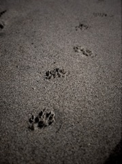 足跡