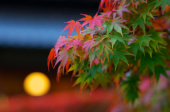 今年の秋は・・・