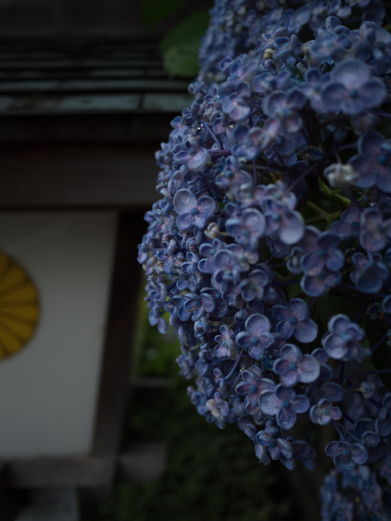 紫陽花と菊.