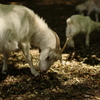 飼い馴らされるな