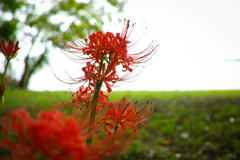 雨上がりの紅.