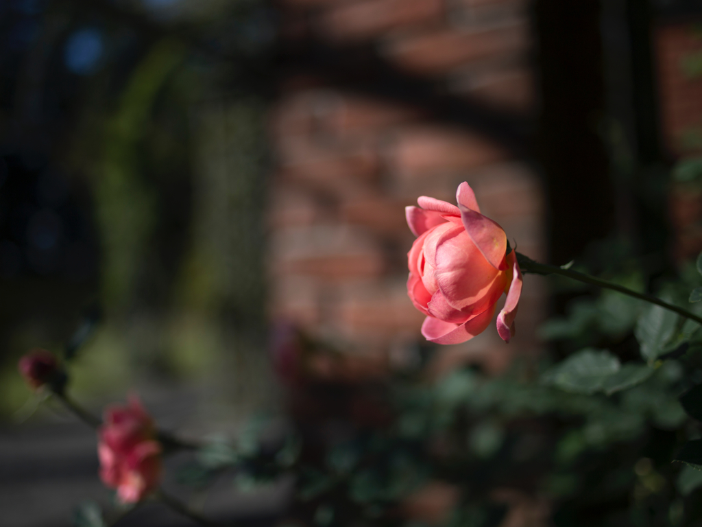 rose.