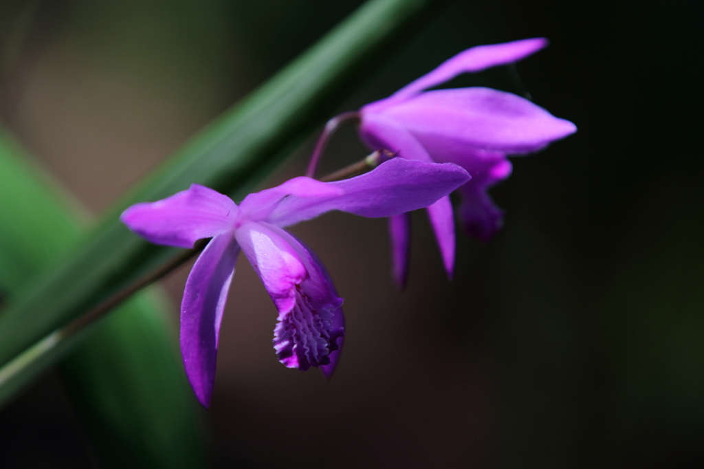 シラン、涼しげに。。