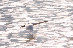 2011-01-10：古徳沼