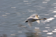 2011-01-10：古徳沼