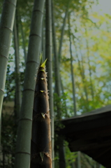 竹と筍