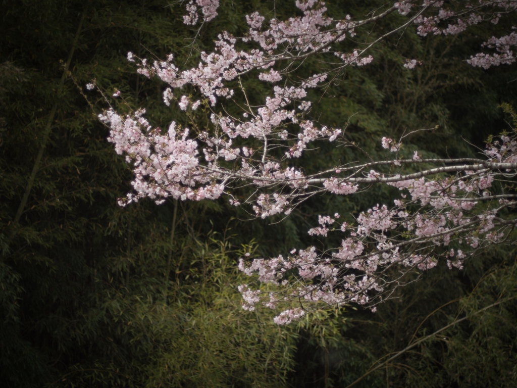 sakura やわらかく.