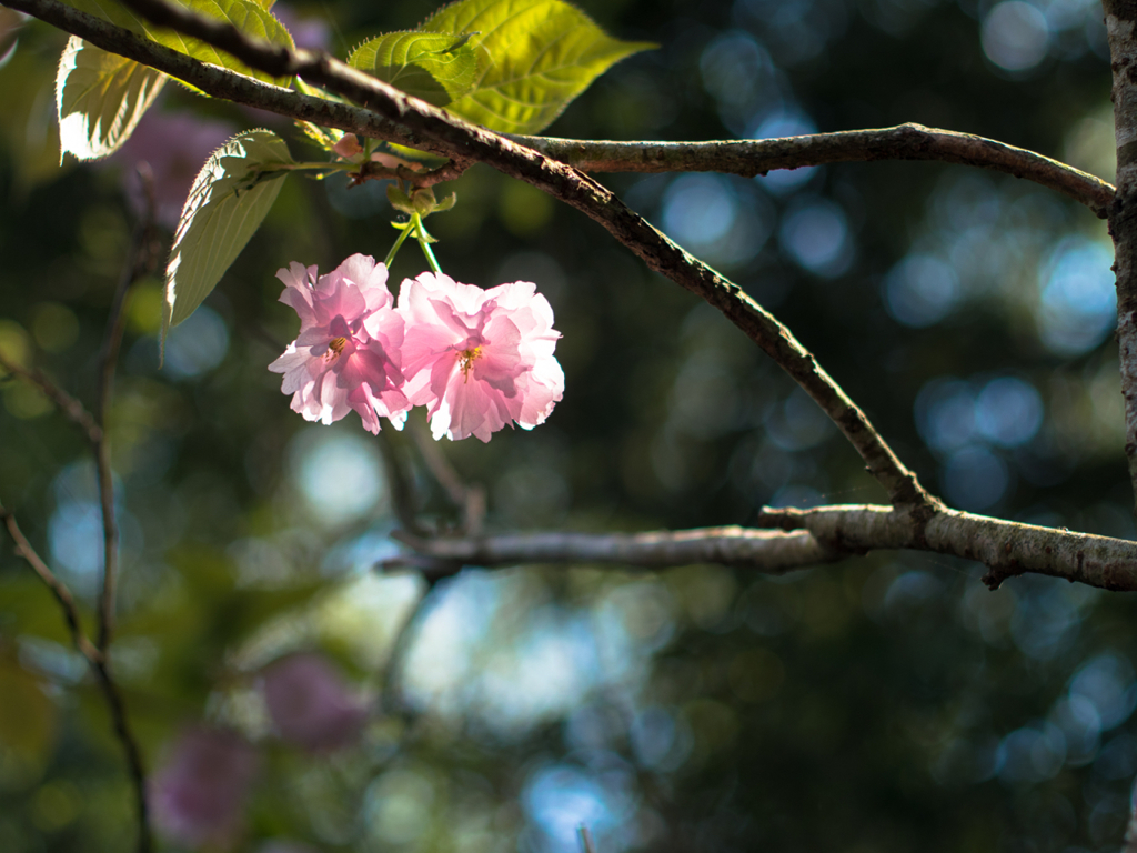 八重桜とは