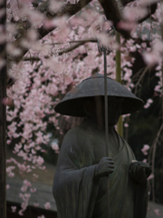 今年も桜の季節が・・・