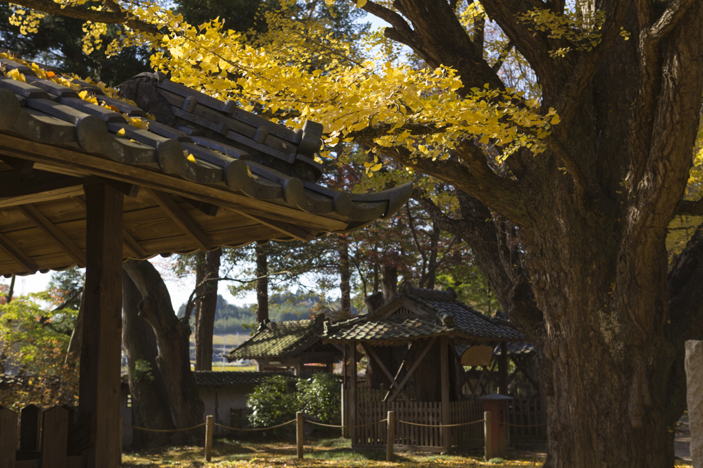 西念寺 - 秋