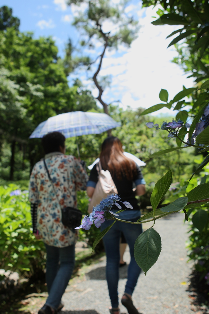 梅雨の晴れ間