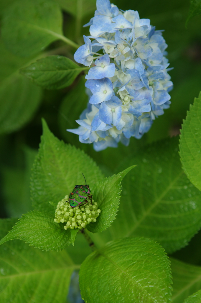 雨・花・虫