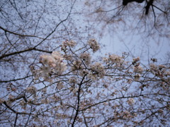桜２