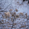桜２